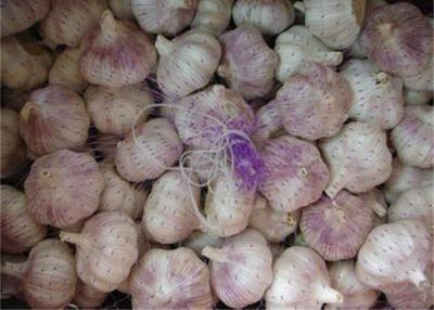 China Pure Normal White Garlic With Thick Bright Skin 5.0cm - 5.5cm for sale