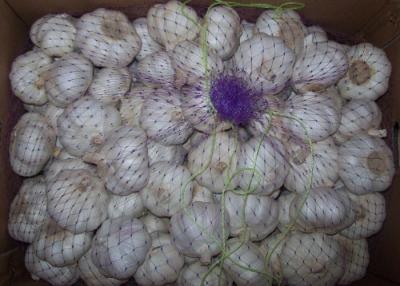 China Chinese Lustrous Fresh Normal White Garlic 4.5 & Up , 10Kg / Mesh Bag for sale