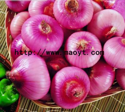 China Fresh Onion Green Products , No Irregular Shape for sale