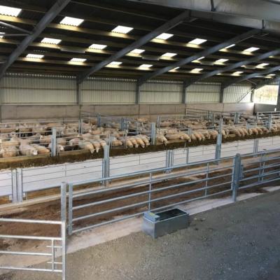 China Yinong China low cost low cost steel structure sheep/lamb barn sheep shed poultry housing construction for sale for sale