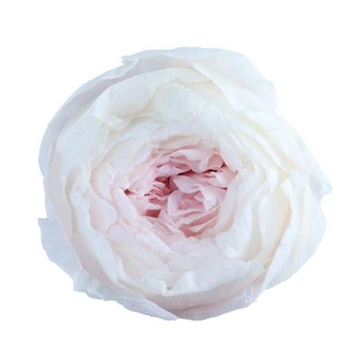 China Beautiful Small Colorful High Quality MOQ 5-6Cm A Grade Fresh Preserved Flower Preserved Roses Rose Head for sale