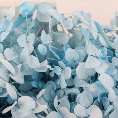 China Beautiful Flower Hydrangea Flower Wedding Plastic Boutonniere Real Colorful Tuch Artificial Hydrangea Wholesale for sale