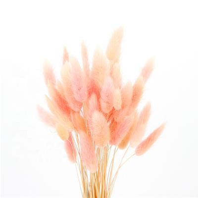 China Beautiful Colorful Lagurus Ovatus Bunny Tail Dried Flowers Dried Grass Flower Bouquet Photo Props Home Party And Weddi for sale