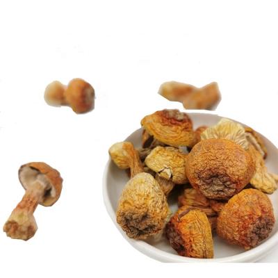 China Wholesale High Quality Organic Dry Blazei Murill Factory Supply Wild Agaricus Blazei Murill Agaricus for sale