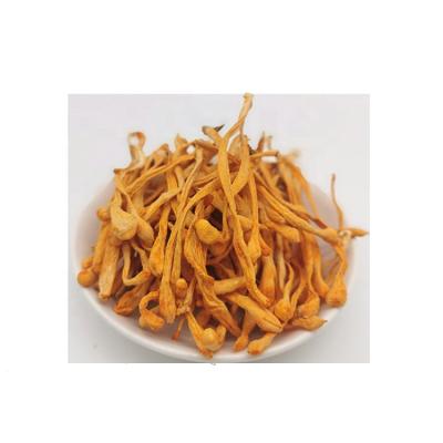 China Factory Supply Dried Cordyceps Mushroom Fruit Bodies for sale