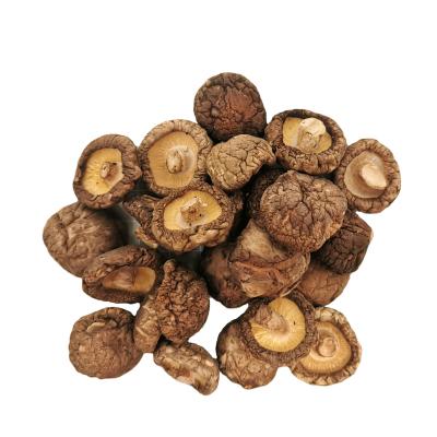 China Conditions Dry Aerated Shiitake Dense 3cm Dry Mushroom Packaging Magic Price for sale