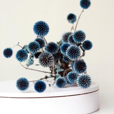 China High Quality Natural Decorative Flower Preserved Echinops Sphaeroce For Home Decoration 65cm for sale