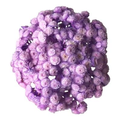 China Wholesale High Quality Preserved Flower Preserved Small Helichrysum For Home Decor Flower 40-50cm for sale