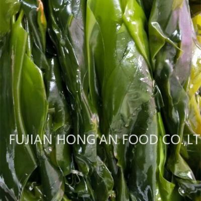 China Grüne Kelp Sprossen Reich Umami Geschmack Trockener japanischer Kombu Laminaria Japonica HACCP-zertifiziert zu verkaufen