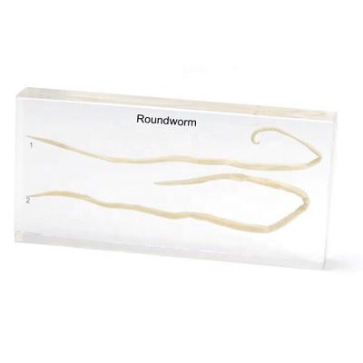 China Education Animal Collection Teaching Aids Safe Acrylic Roundworm Enclosed Specimen For Biology Teaching for sale