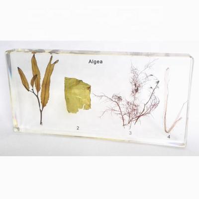 China Education Medical Science Resin Teaching Factory Algea Recessed Clipboard for Biology Teaching for sale