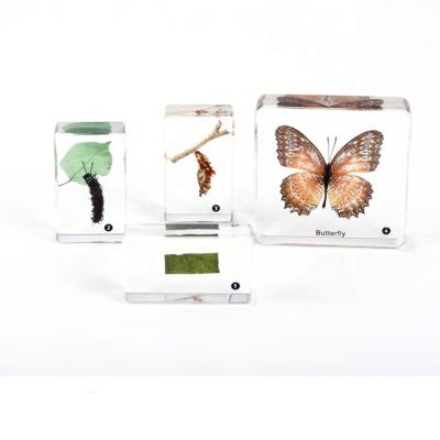 China School Teaching Resin Specimens Life Cycle Of Butterfly Insect Specimens for sale