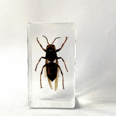 China Education Preserved Animal Model Wasp Embedded Specimen Resin Biology Specimen for Science Teaching for sale