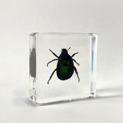 China Education Colorful Real Insect Equipment Beetle Beetle Clear Acrylic Educational Block For Medical Science for sale