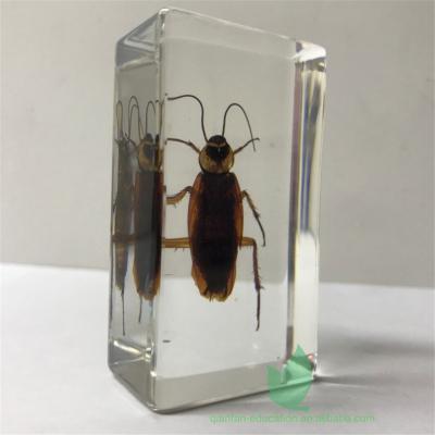 China Crystal Box Plastic Insect Resin Block Cockroach Resin Block for sale