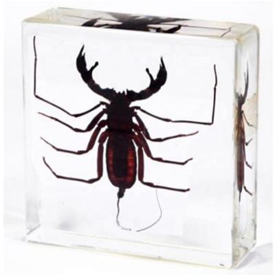 China Nature's Science Whip Scorpion Acrylic Resin Paperweight for Office Decoration for sale