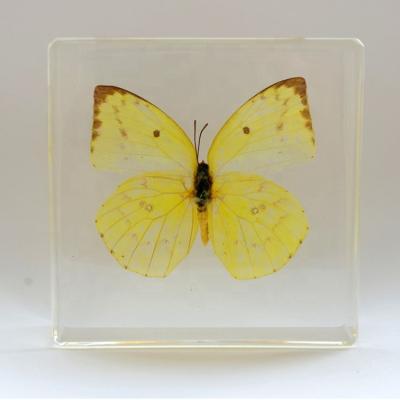 China Diy Toys Insect Resin Crafts Material Materials Butterfly Included Specimens for sale