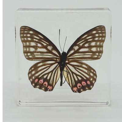 China DIY Toys Real Material Butterfly Paperweight Insect Resin Specimen For Collection for sale