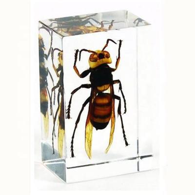 China Nature Science Real Insect Wasp Embedded Resin Specimen Paperweight for sale