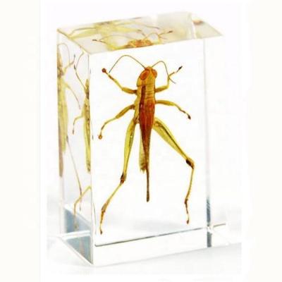 China Nature Science Real Insect Included Resin Specimens For Collection for sale