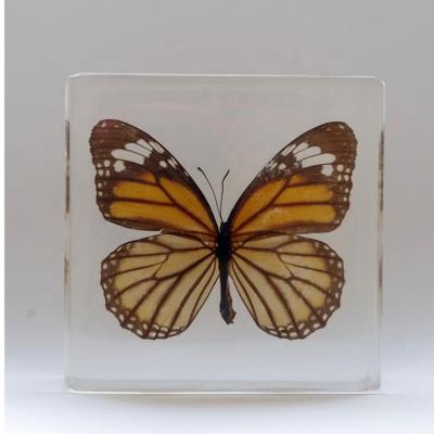 China Diy Toys Butterfly Resin Specimen Insect Resin Material Crafts For Museum Display for sale