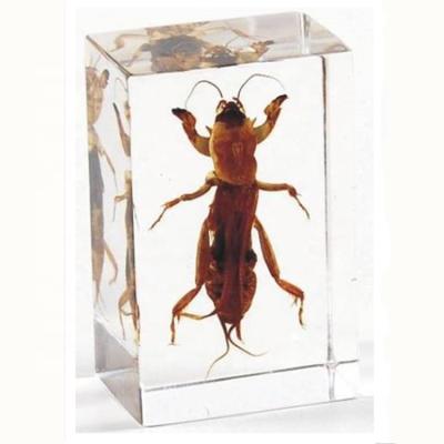 China Teaching Models for Biology Mole Cricket Resin Teaching Specimen Real Insects Specimen for sale