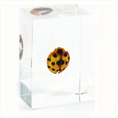 China Teaching Models for Biology Qianfan Teaching Specimen Ladybird Resin Insect Collection for sale