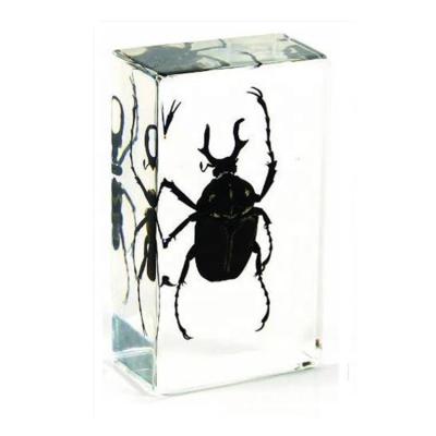 China Teaching Models for Biology Antler Beetle Horned Insect Resin Teaching Specimen for sale