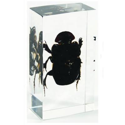 China Teaching Models For Biology Teaching Enclosed Specimen Dung Beetle Resin Insect Specimen for sale