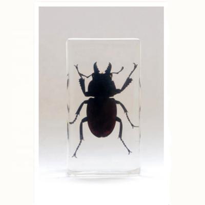 China Teaching Models for Biology Teaching Buck Beetle Included Specimen Resin Insect Block for sale