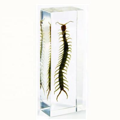 China Teaching Models for Biology Teaching Real Centipede Embedded Specimen Centipede Resin Craft for sale