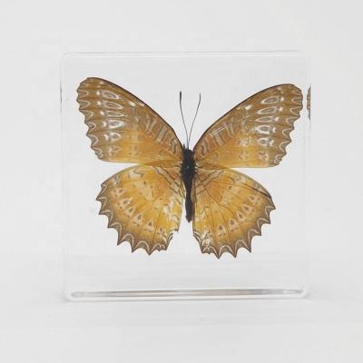 China Teaching Models for Biology Qianfan Teaching Specimen Butterfly Resin Insect Enclosed Block for sale