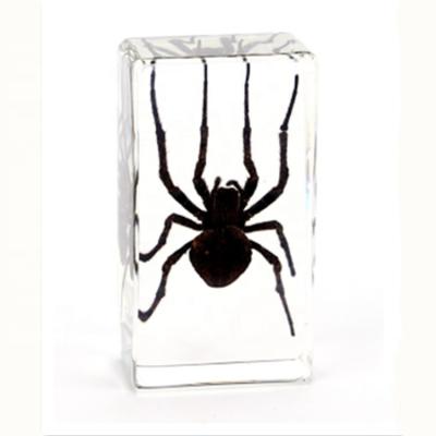 China Nature Science Spider Plastomount For School Teaching for sale