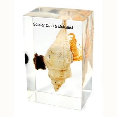 China Educational 3D Specimen in Lab Qianfan 3D Teaching Model of Hermit Crab and Symbiont for Biology for sale