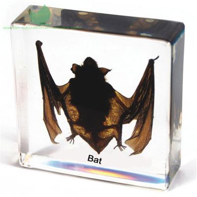 China Transparent Bat Insided Crystal Box Crystal Plastic Injection Box Resin Animal Teaching Biological Specimens Included for sale