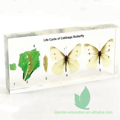 China Crystal Box Animal Life Cycle Preserved Specimens Cabbage Butterfly Life Cycle Included Specimens for sale