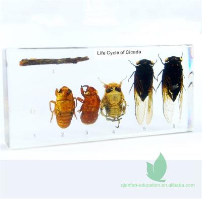 China Cicada Insect Specimen Crystal Box Acrylic Resin Life Cycle for sale