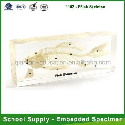 China Teaching Aids for Biology Qianfan Fish Skeletal Plastomount Specimen for sale