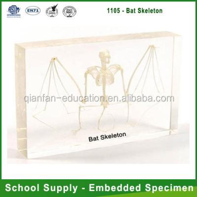 China Teaching Aids for Biology Qianfan Bat Skeleton Acrylic Animal Specimen for Education for sale