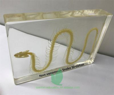 China Teaching Aids for Biology Guangxi Snake Non-venomous Skeleton Educational Preserved Specimen for sale