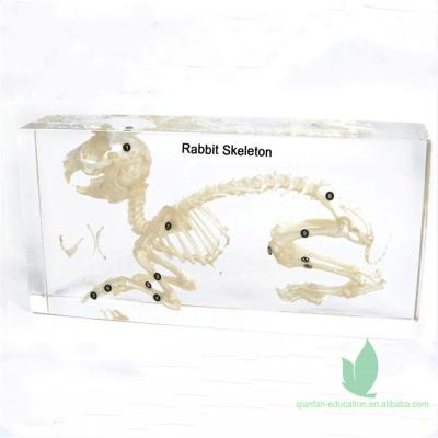 China Rabbit Skeletal Animal Specimen from Crystal Box Medical Science Subject for sale