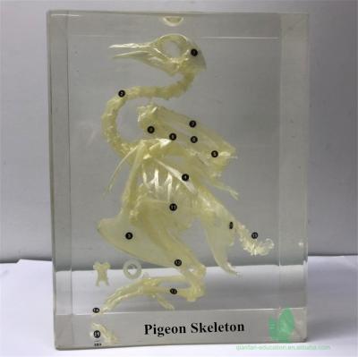 China Crystal Box Real Pigeon Skeleton Included Specimen Scientific Research Specimen for sale