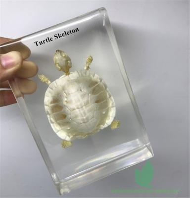 China Crystal Box School Supplier Turtle Teaching Specimen Resin Skeleton Specimen for sale