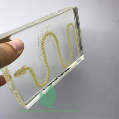 China Crystal Box Transparent Resin Animal Skeleton Preserved Biological Snake Skeleton Specimen for sale