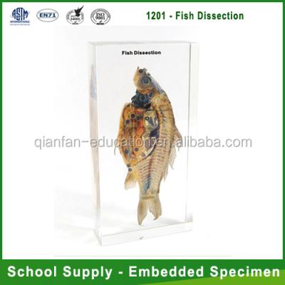 China Teaching Aids for Biology Qianfan Fish Dissection Educational Embedding Specimen for sale