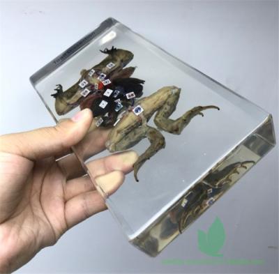 China Teaching Aids for Biology Qianfan Toad Dissection Educational Mounted Specimen for sale