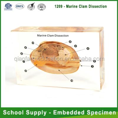 China Qianfan Marine Clam Dissection Science Education Specimen Biology Teaching Aids for sale