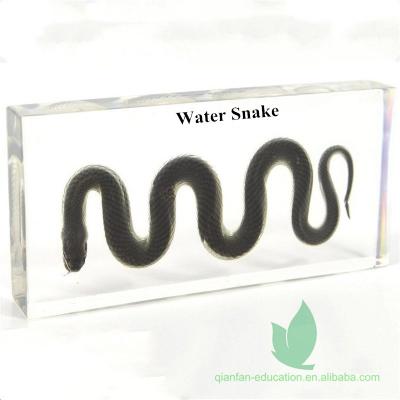 China Crystal Box Water Snake Acrylic Box Resin Included Biological Animal Specimen for sale