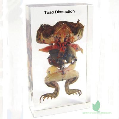 China Crystal Box Crystal Bottle Toad Dissection Placement School Preserved Specimen for sale