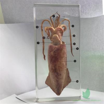 China Crystal Box Animal Preserved Squid Dissection Embedded Crystal Resin Specimen for sale